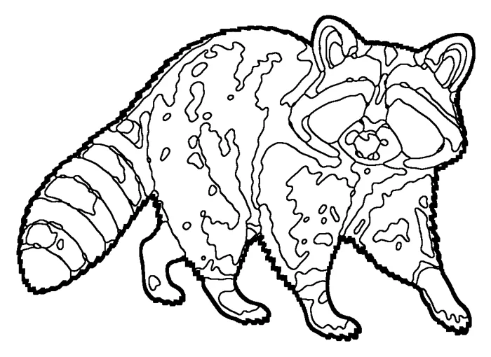 Coloriage de le raton laveur