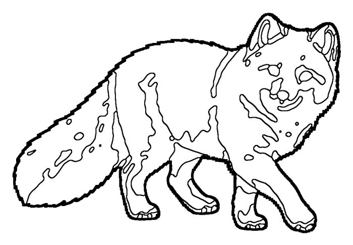 Coloriage de le renard arctique