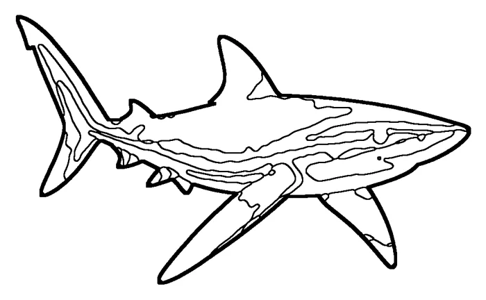 Coloriage de le requin bleu