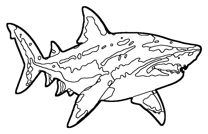 Coloriage de le requin taureau