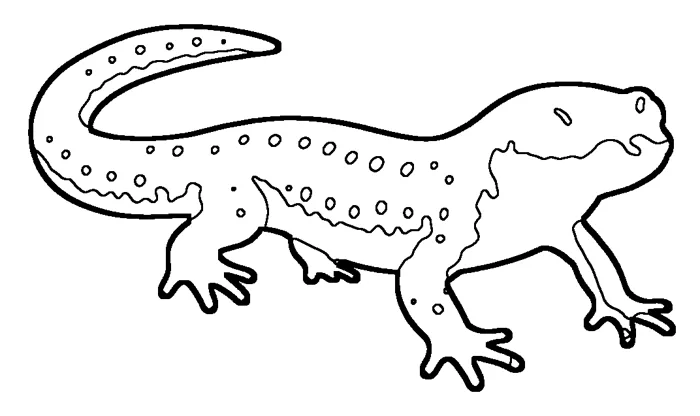 Coloriage de la salamandre de Jefferson