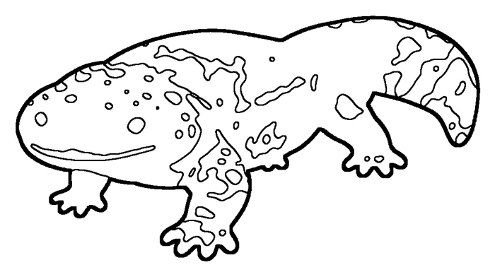 Coloriage : Salamandre géante de Chine