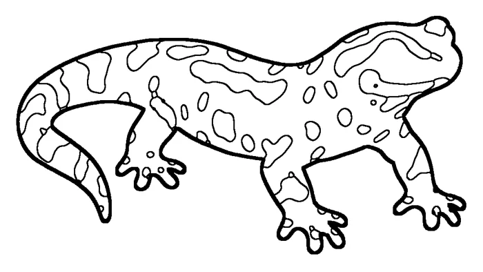 Coloriage de la salamandre tachetée