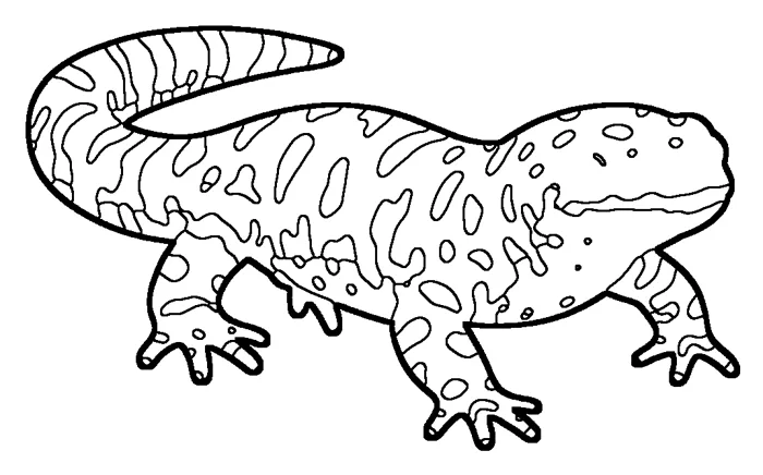 Coloriage : Salamandre tigrée
