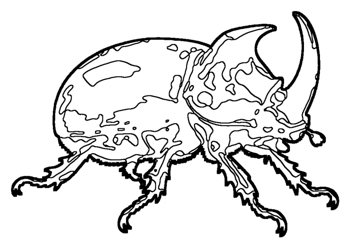 Coloriage : Scarabée rhinocéros européen