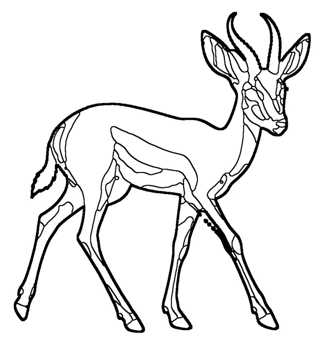 Coloriage de le springbok
