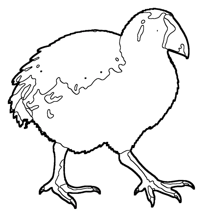 Coloriage de le takahé du Sud