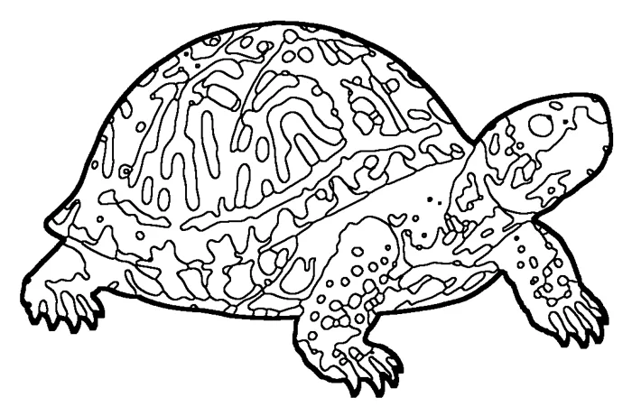 Coloriage : Tortue-boîte de Caroline