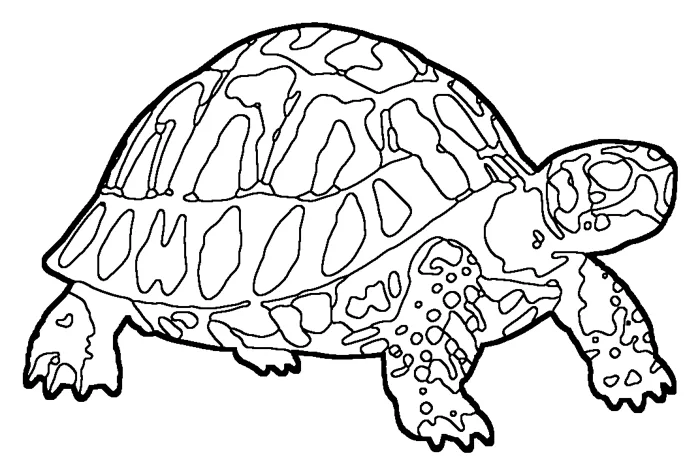 Coloriage de la tortue d’Hermann