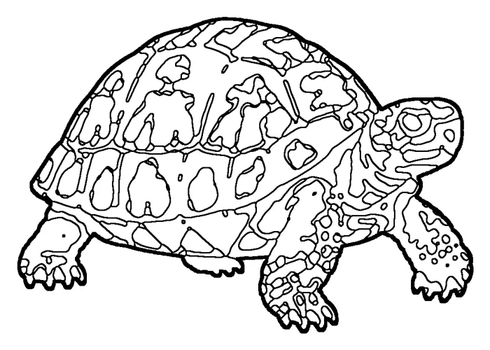 Coloriage de la tortue grecque