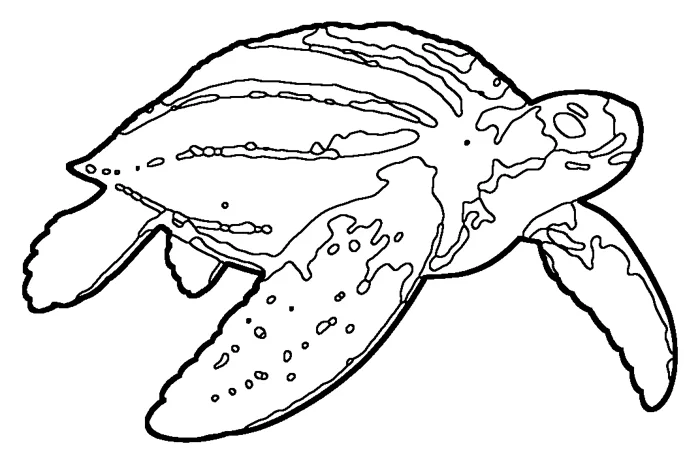 Coloriage de la tortue luth
