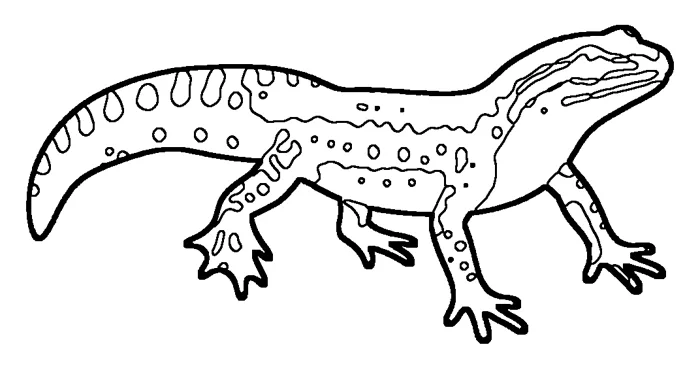 Coloriage : Triton palmé