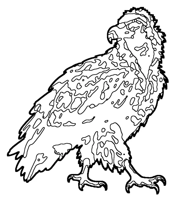 Coloriage de le vautour moine