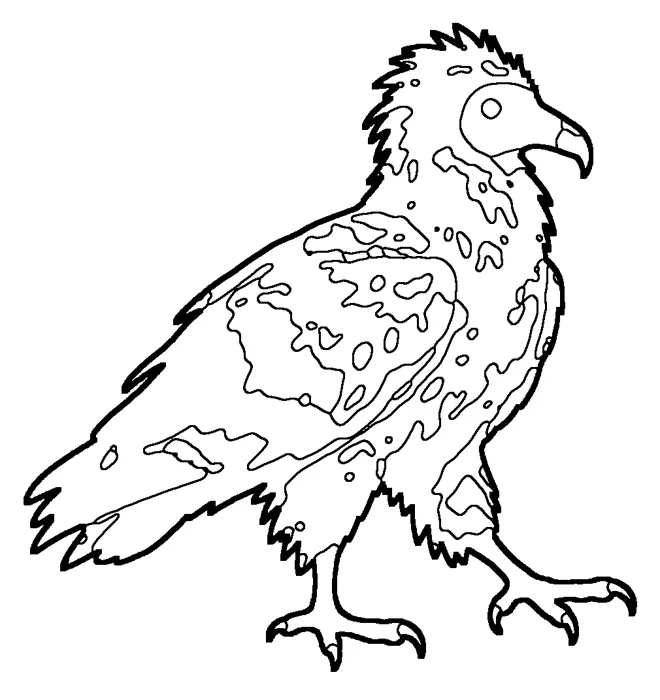 Coloriage de le vautour percnoptère