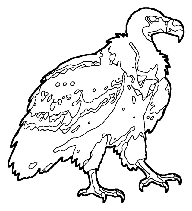 Coloriage de le vautour fauve