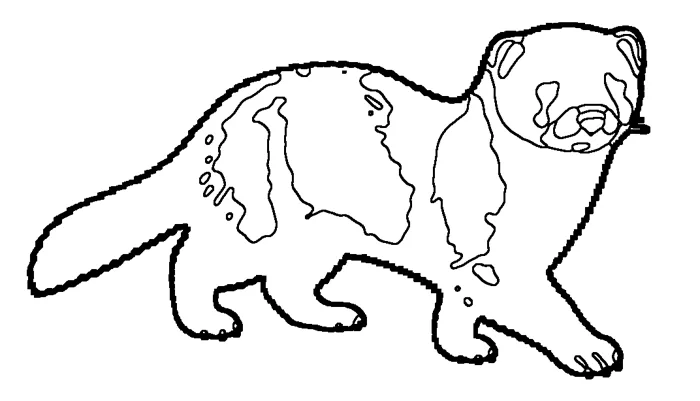 Coloriage : Vison d’Europe