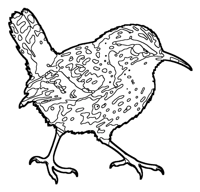 Coloriage de le xénique de Stephens