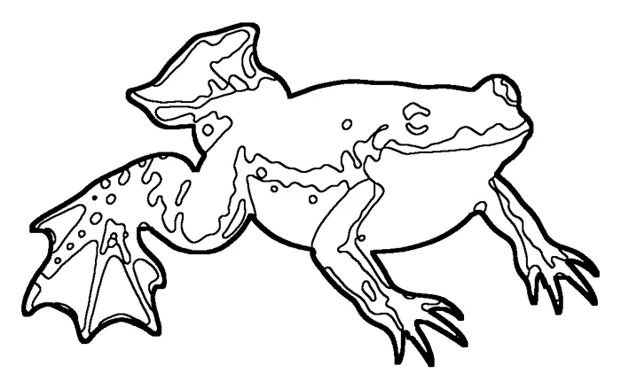 Coloriage : Xénope lisse
