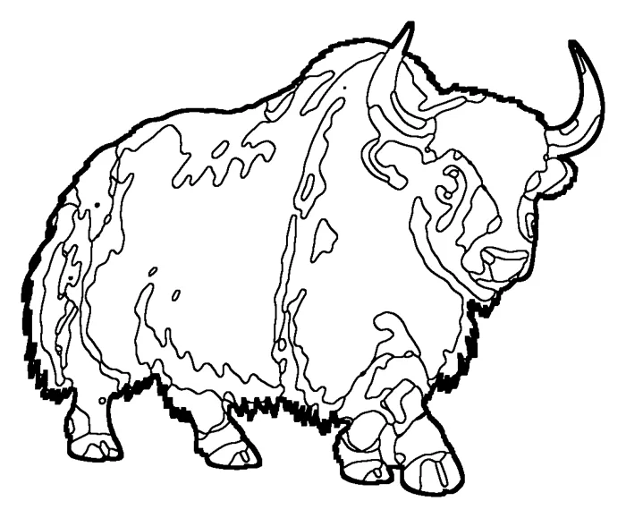 Coloriage de le yack domestique