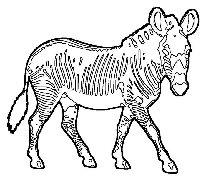 Coloriage de le zèbre de Grévy