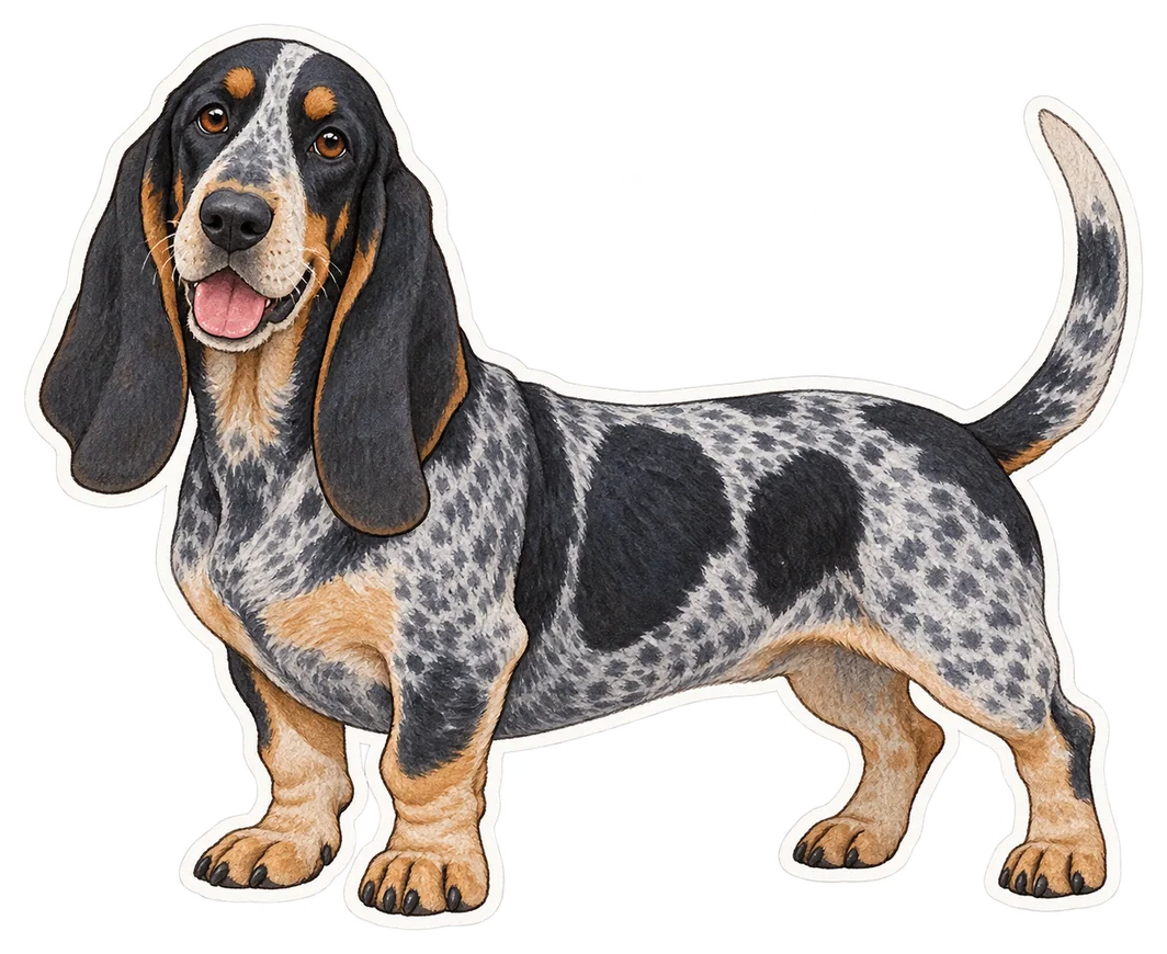 Basset bleu de Gascogne