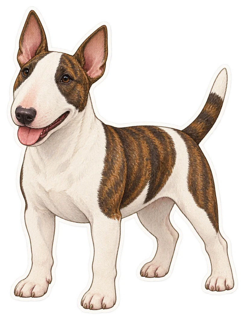 Bull terrier miniature
