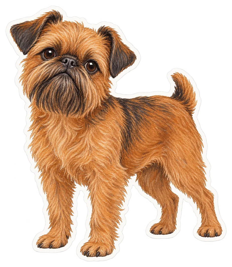 Griffon bruxellois