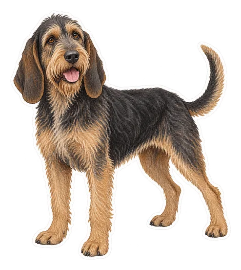 Griffon nivernais