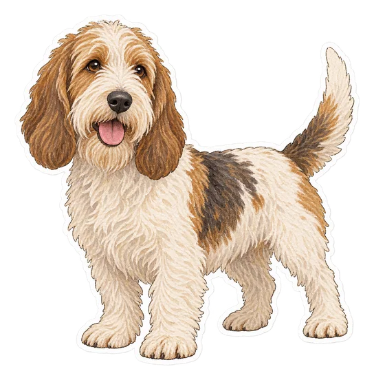 Petit basset griffon vendéen
