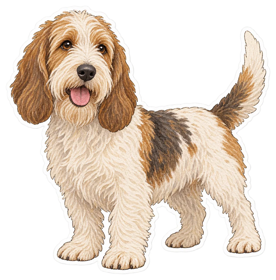 Petit basset griffon vendéen