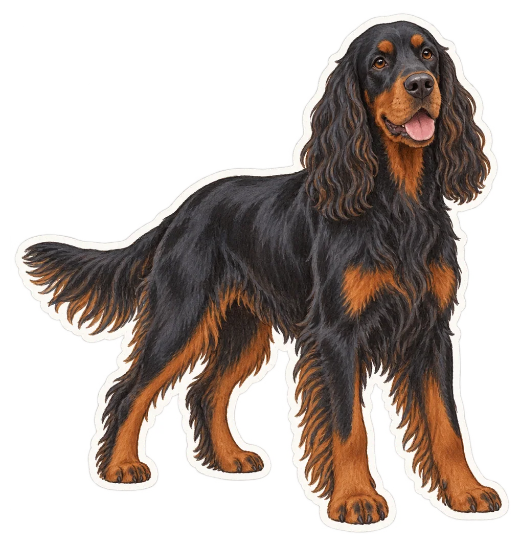 Setter Gordon