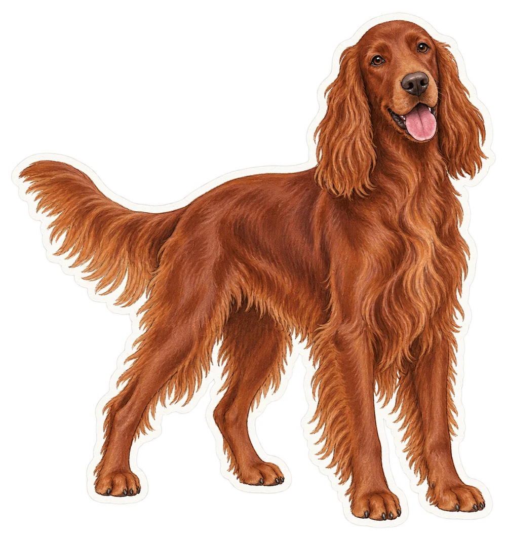 Setter irlandais rouge