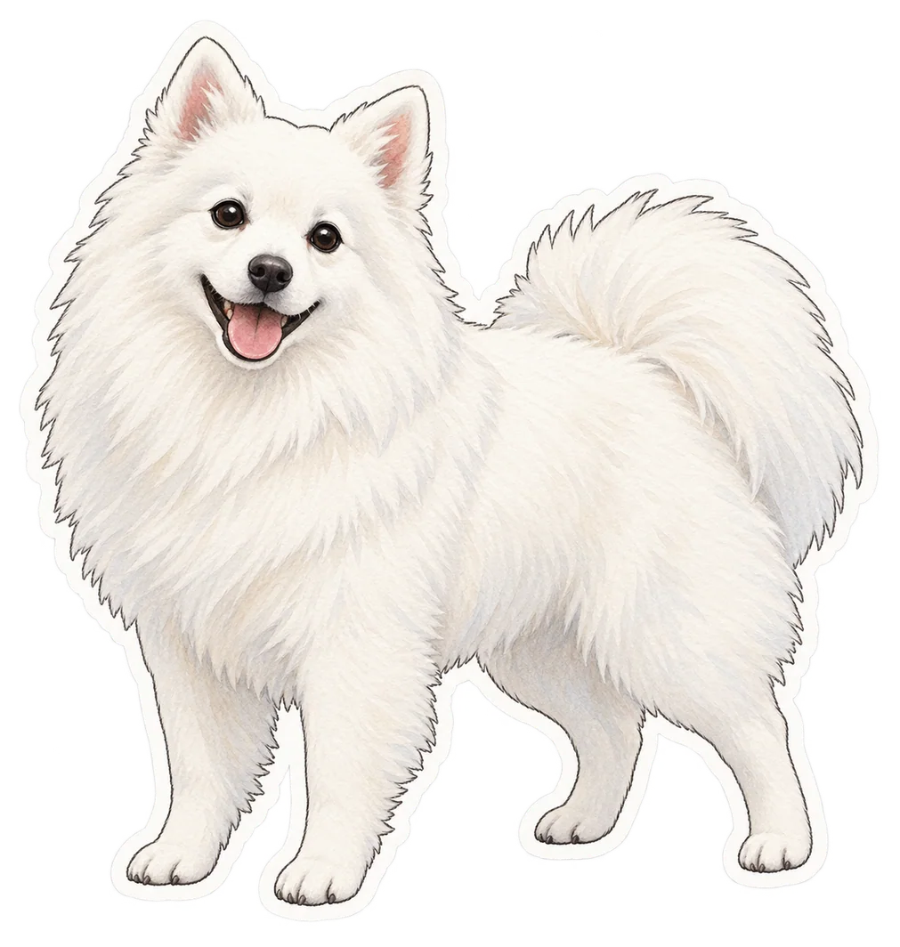 Spitz japonais