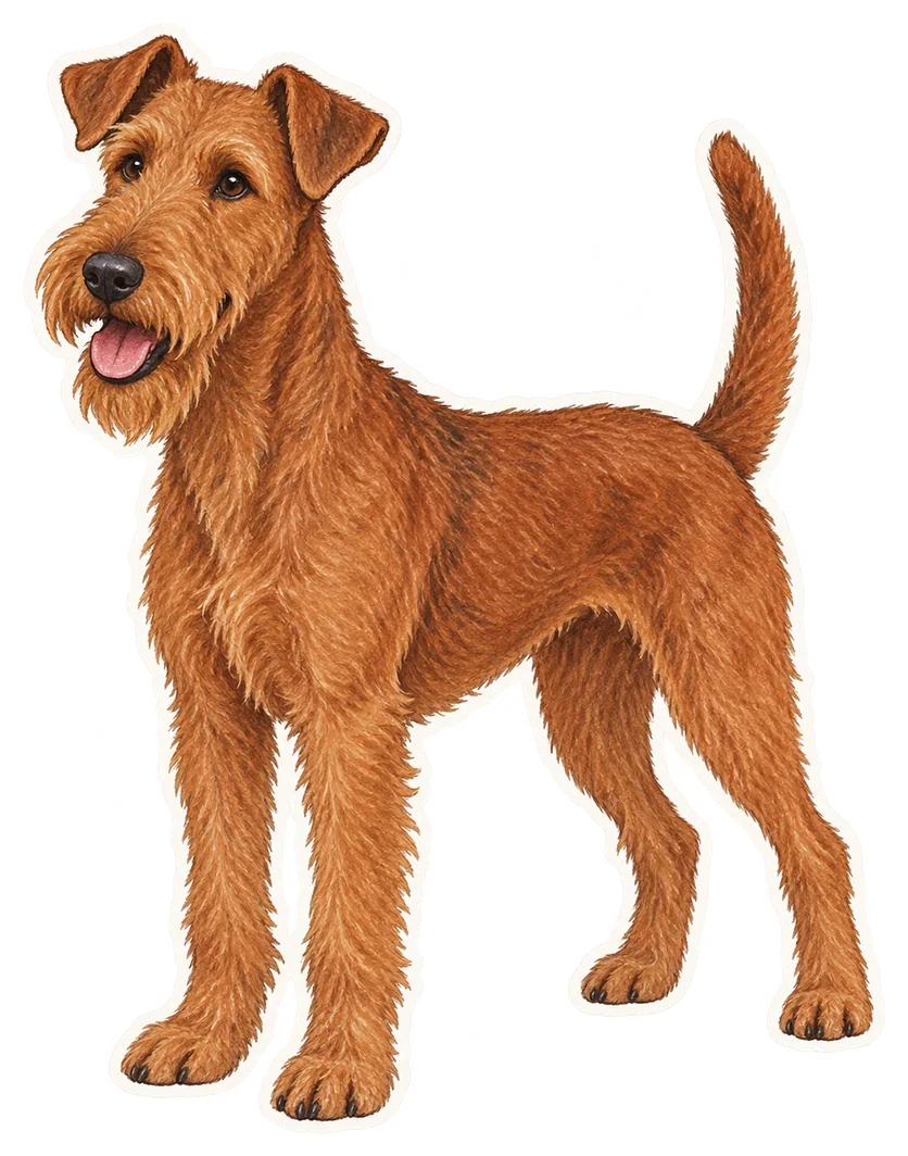 Terrier irlandais